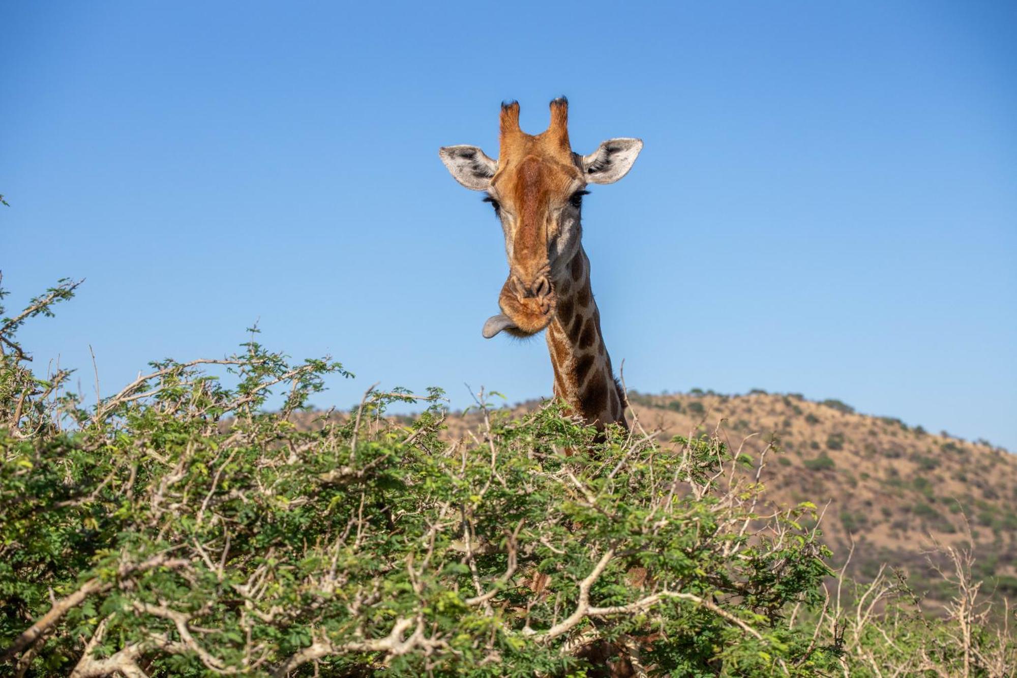 Windhoek Game Camp Lafrenz Township Экстерьер фото
