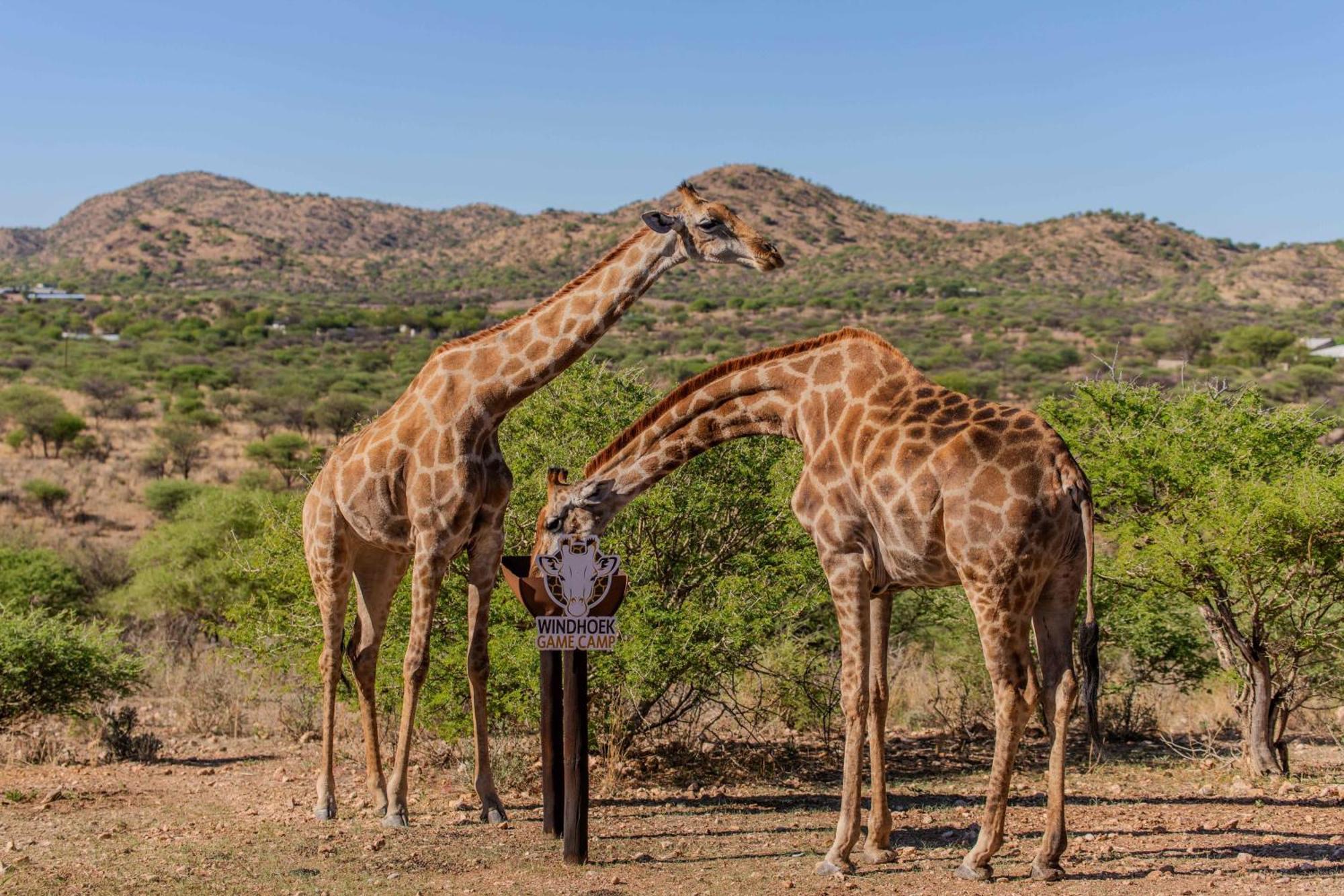 Windhoek Game Camp Lafrenz Township Экстерьер фото