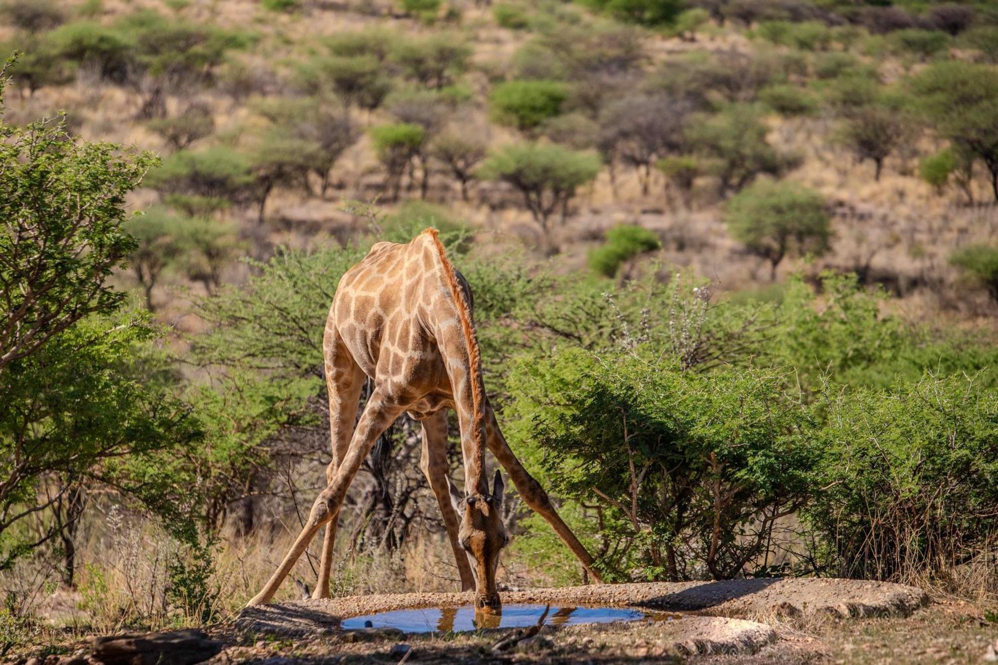 Windhoek Game Camp Lafrenz Township Экстерьер фото