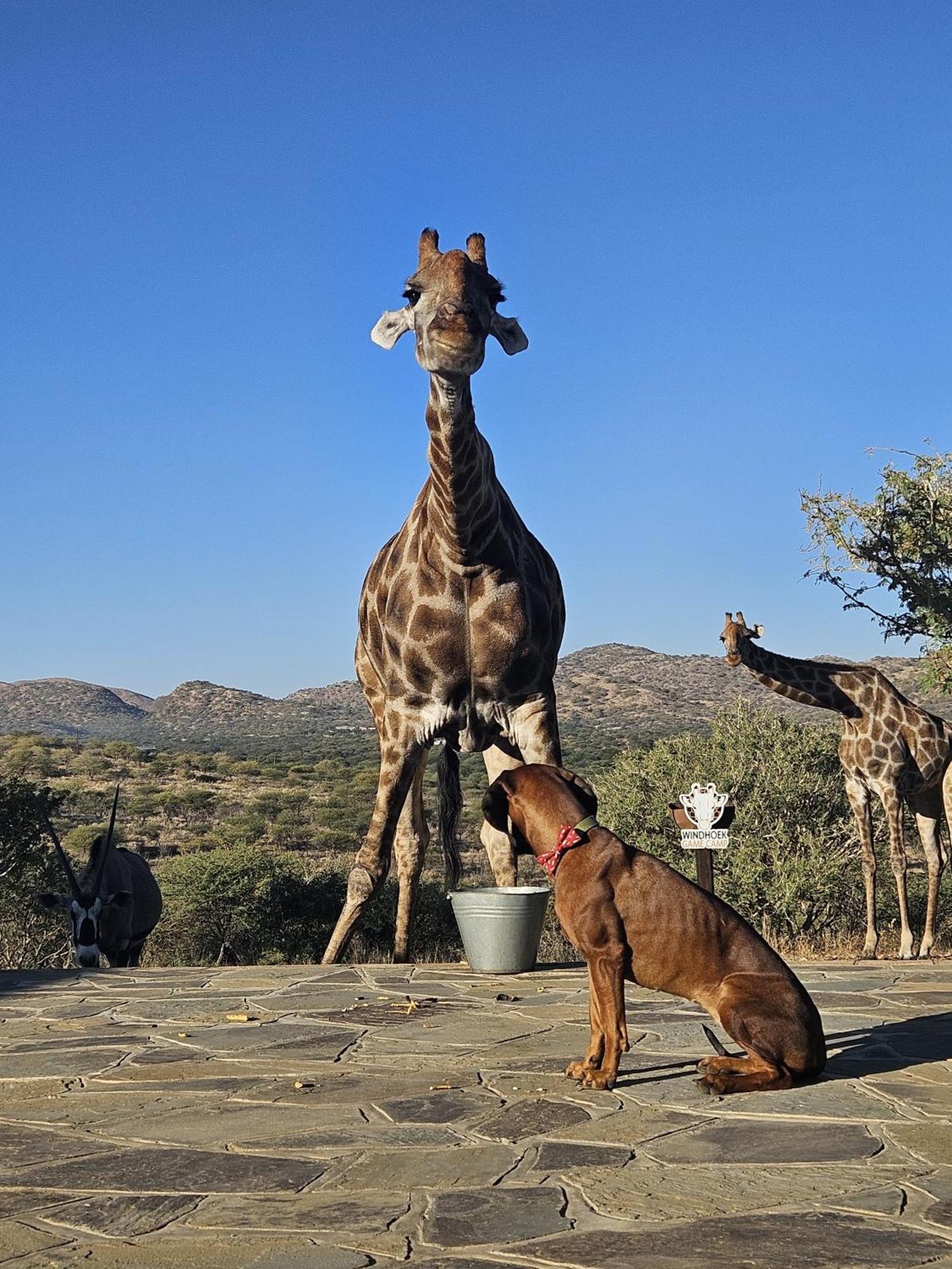 Windhoek Game Camp Lafrenz Township Экстерьер фото